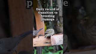 #shorts #bishops 3 &amp; 4 May 2026 #birds #birdvideos #wildlife #birdingparadise #birdsong #nature