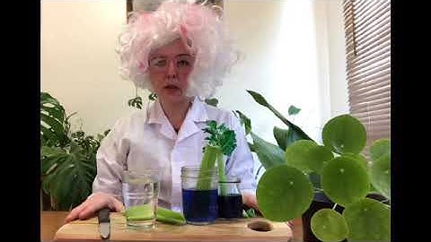 Maribyrnong Libraries - Junior Science - The Celery Experiment