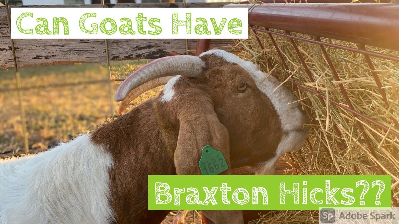 Do Goats Have Braxton Hicks Contractions?