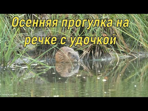 Вопрос: Каково значение губок для сообщества водных животных и рыболовства?