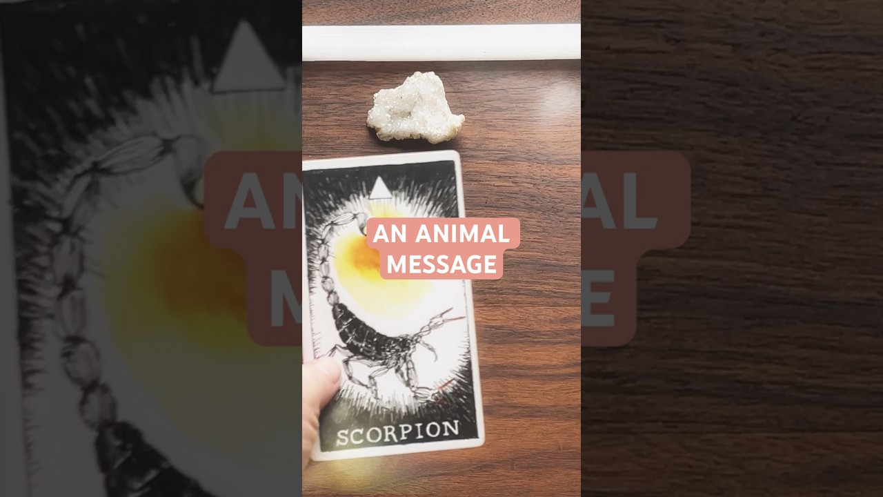 AN ANIMAL MESSAGE FOR YOUR DAY - Scopion 🦂 
