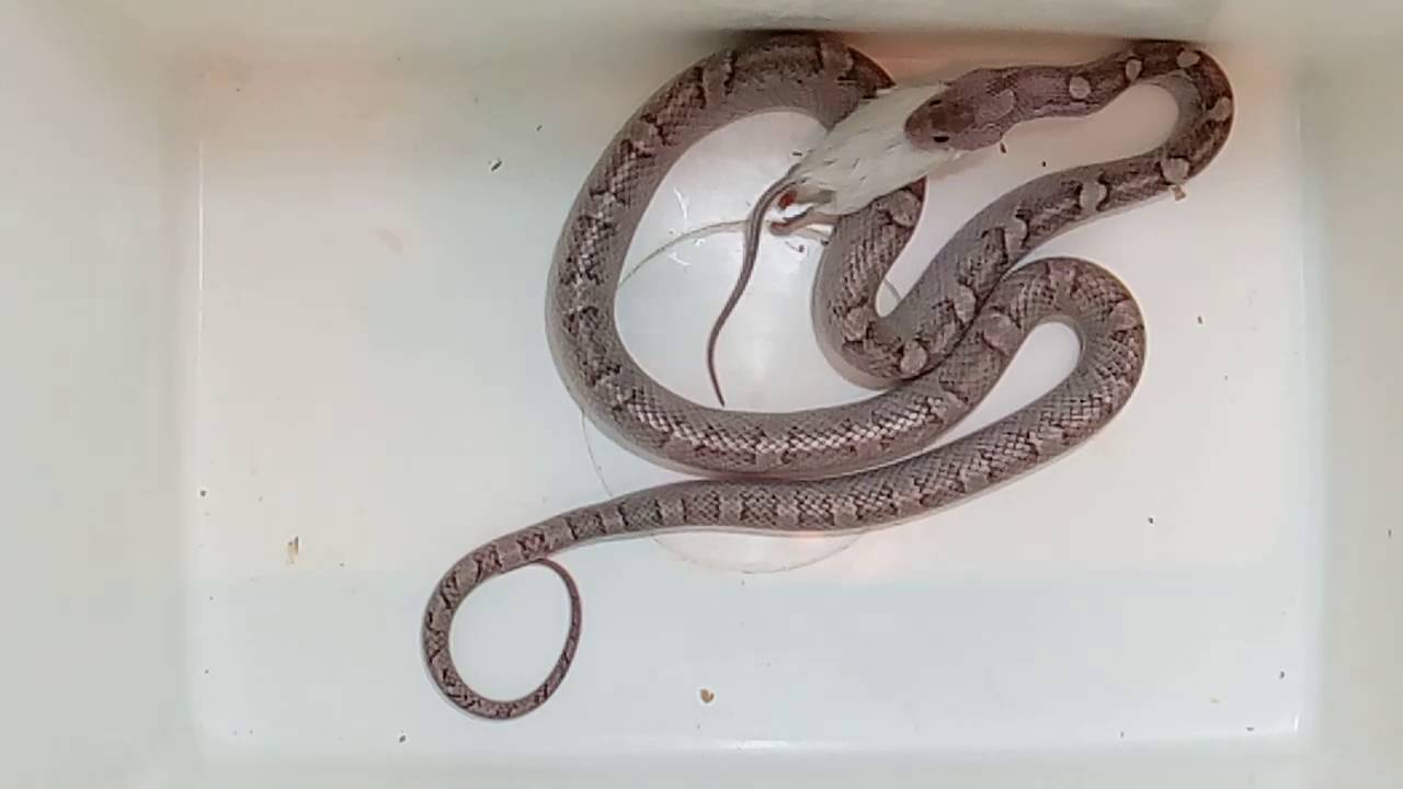 video phone é a continuação de telephone Corn snake feeding - timelapse