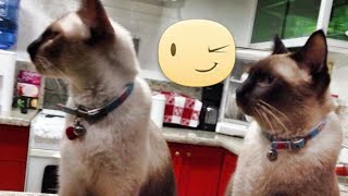 #MyCatsVLOG5 Microchip Implant for my Cats