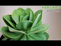 echeveria hakukou cuidados chuyito jardinero