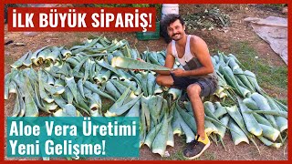 İlk Büyük Sipariş | Toptan Aloe Vera Jeli Satışı, Aloe Vera Jeli Nasıl Çıkarılır?