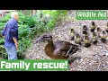 TRAPPED duck and ducklings given a helping hand to water!