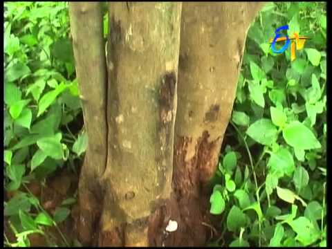 Video: Co je Rio Grande Gummosis – Léčba citrusového stromu s nemocí Rio Grande Gummosis