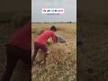 Gaon aur gehun ki katni#viral#trending#desi#gehu#bihar#desi#funny#youtubeshorts #viralvideos#newreel