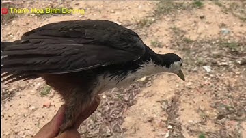 Mồi bổi-Clip cho các bạn xem để phân biệt quốc chạch ,ré .Khi bổi rừng về .Thanh Hoà Bình Dương