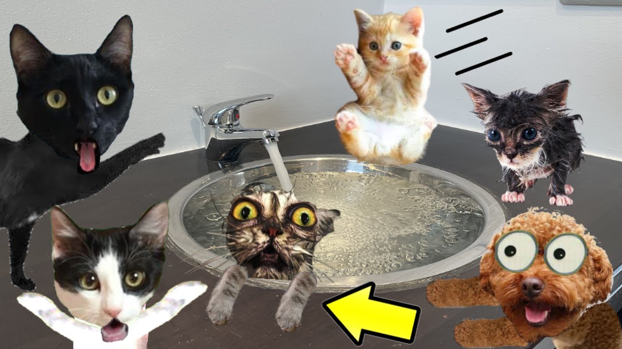 24 horas cuidando bebes gatitos y primer baño de gatito / Videos de gatos graciosos Luna y Estrella