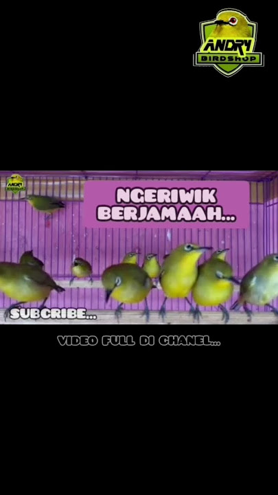 BURUNG PLECI NGERIWIK BERJAMAAH #dakunpacitan #pleci #pleciombyokan#shorts
