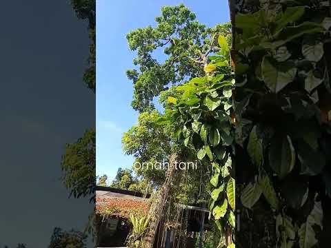Omah Tani Pagi