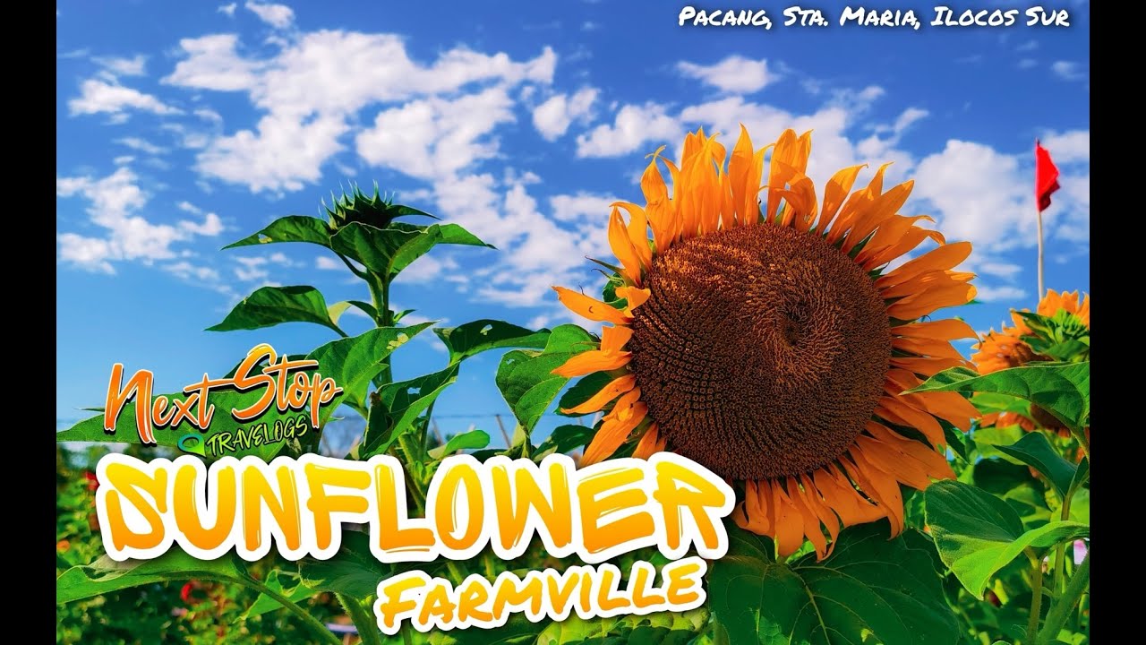 SUNFLOWER FARMVILLE of Sta Maria, Ilocos Sur YouTube