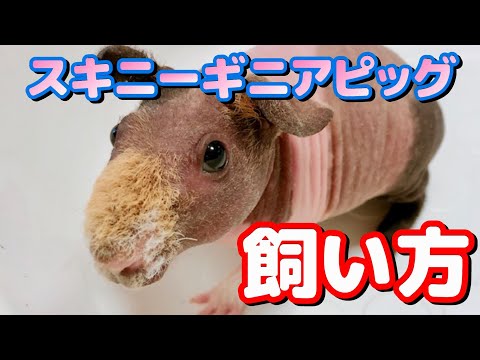 スキニーギニアピッグの飼育方法 Youtube