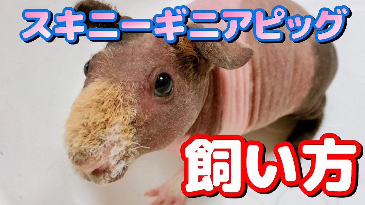 スキニーギニアピッグの飼育方法 Youtube