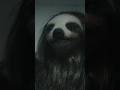 Sloth goes on killing spree??🦥🔪 #movie