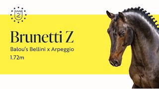 Brunetti Z - Zangersheide Stallion Presentation 2023