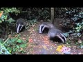 Badgers emerging from the sett