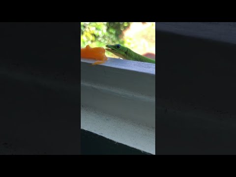 Gecko Feasting on
