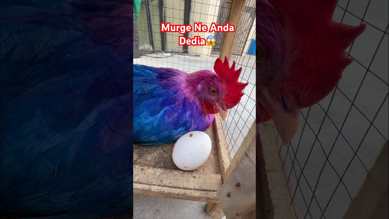 Chicken Ke Egg Se Rabbit Nikal Aya😱 #colorfulchickens #chicken #chicks #rabbit #shorts