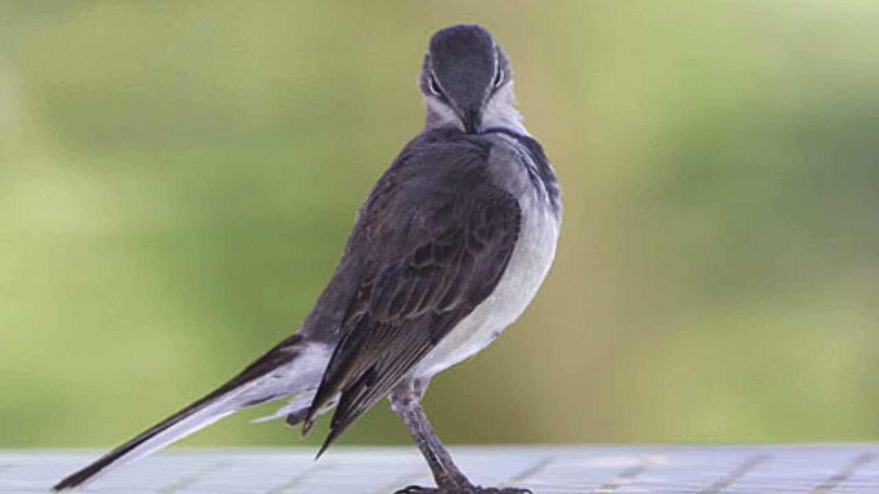Dawn Chorus 29: The Cape Wagtail (Bird Call Audio)