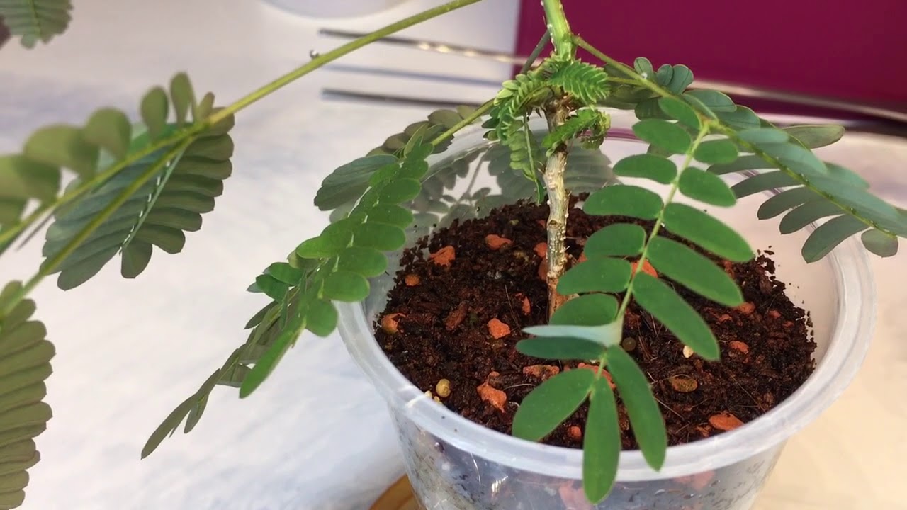 Albizia julibrissin in Zimmerkultur / Update nach einem Jahr / Bonsai