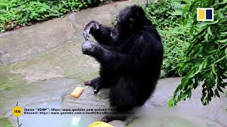 Smart Chimpanzee / Умное Шимпанзе | SCMP | DeFox News (ENG/РУС) #SHORTS