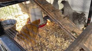 The latest from the Orpington chickens! Buff and Lavender