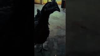 koyo ngene rasane #najhu07 #chicken #shorts