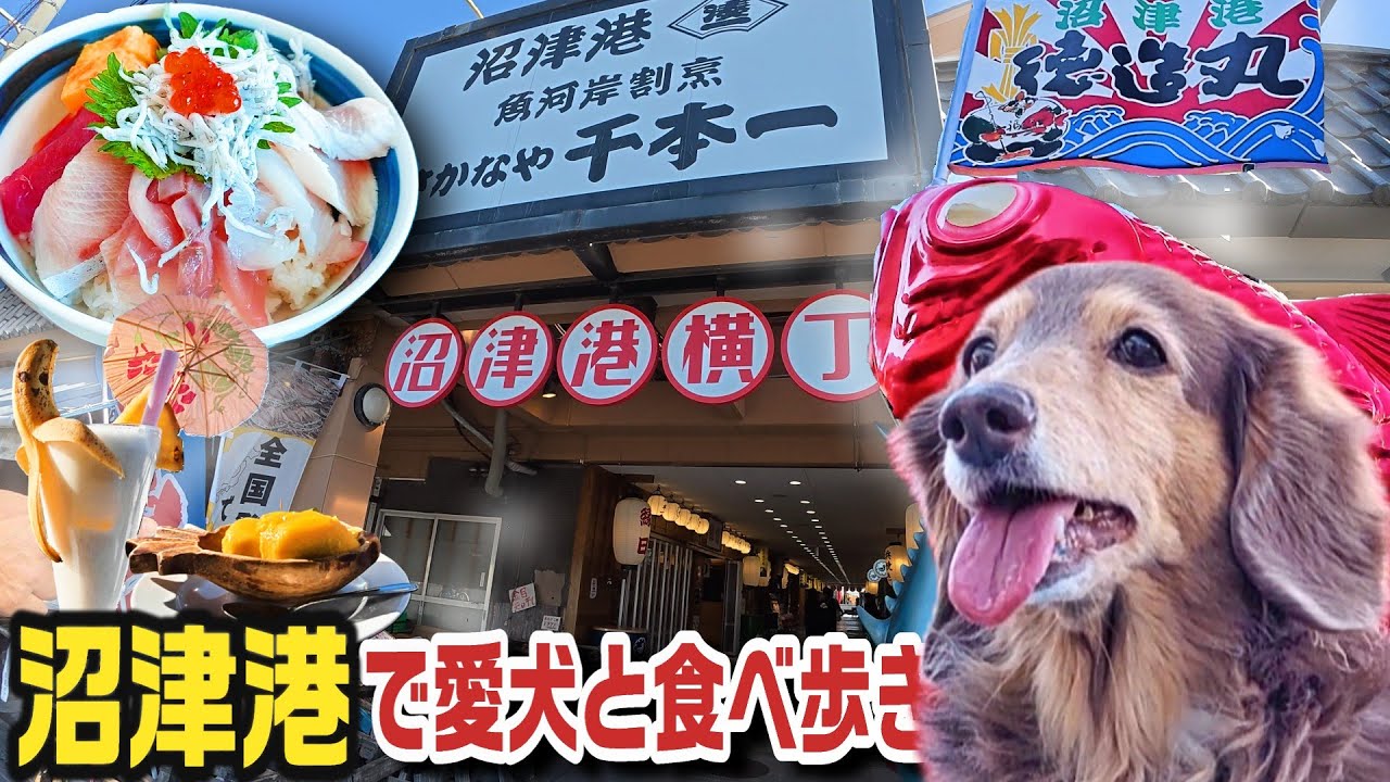 【沼津港】愛犬と海鮮食べ歩き！ペット同伴OKな名店と絶品グルメを紹介