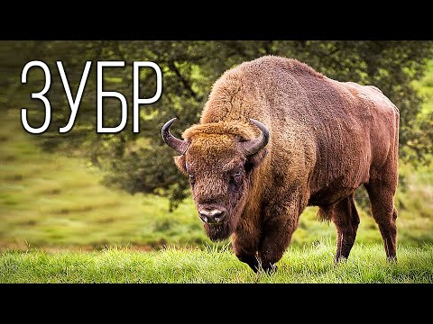 Зубр: Выживший гигант европейского леса | Интересные факты про бизонов и зубров