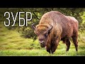 Зубр: Самое Тяжёлое Животное Европы | Интересные факты про бизонов и зубров