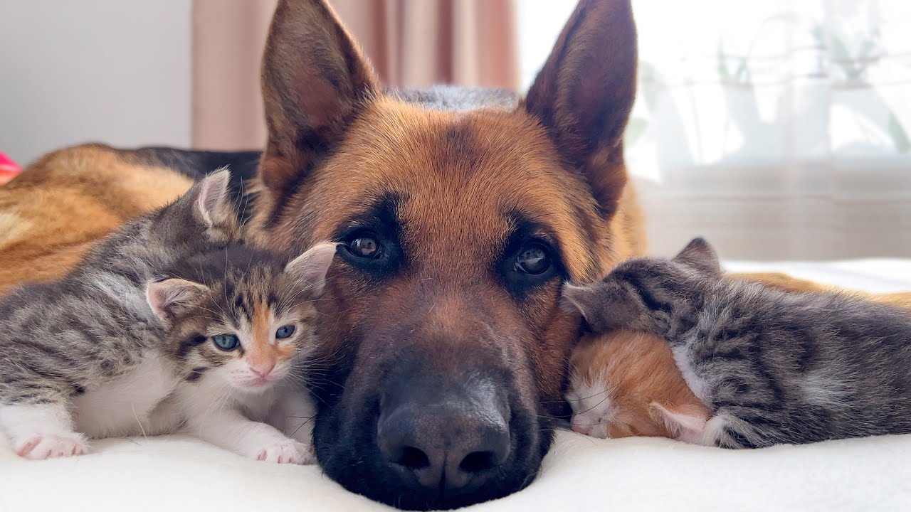 Cute Tiny Kittens and Adorable German Shepherd