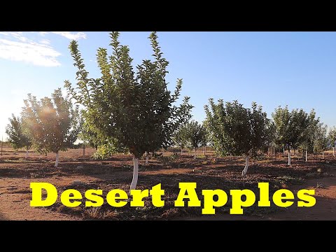 Video: What Is A Spur Bearing Apple Tree - Lær om Spur Bearing Apple Tree Varieties
