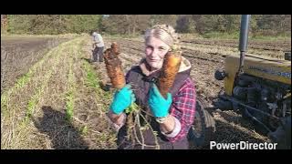 6.11 - we choose CARROTS