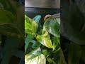 Knight Anole Feeding Time with tongs