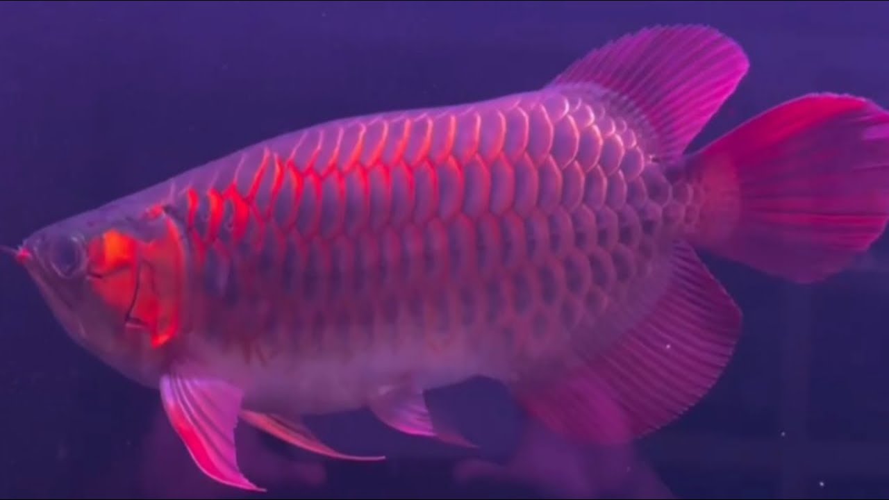 $1000 Fish Relaxing with Super Nice Arowana Fish