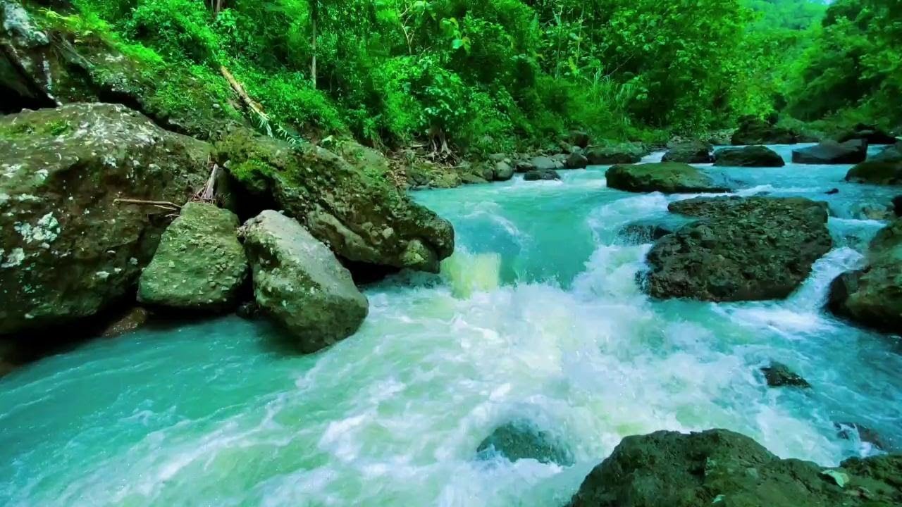 Forest River Stream Relaxing Nature White Noise for Sleep Meditation and Mental Clarity