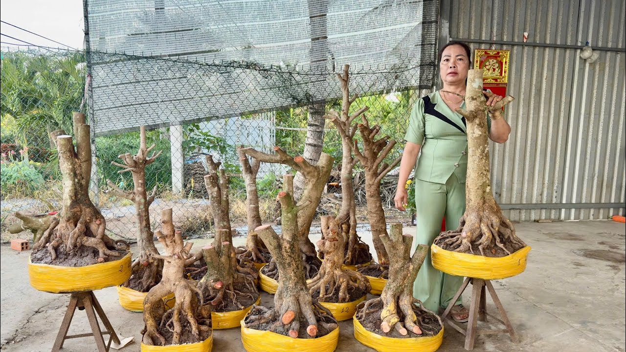 PHÔI MAI VÀNG  02/3/2O26 (