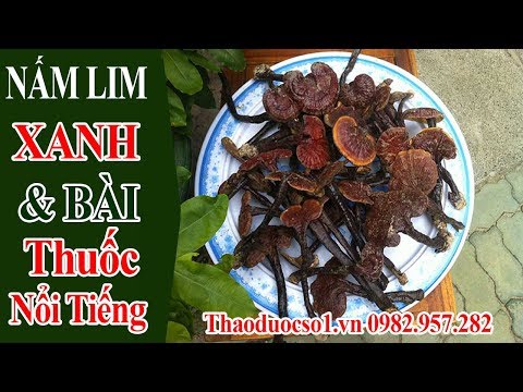 Video Nấm Lim Xanh - Và bài thuốc điều trị u,ng t,hư, viêm... - youtube