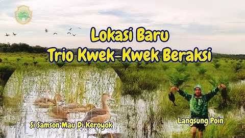 Berburu Belibis Terbaru Di Rawa Sungai Upang || The New Lesser Whistling Duck Hunting