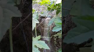 my bittergourd plant in the river lots of fruit!