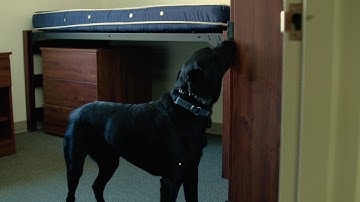 Police and Public Safety Rapid Deployment Training 2017