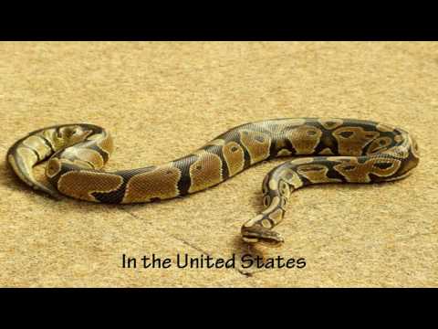 Video: Video Ukazuje, Ako Python Hadí Celú Hyenu