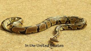 Information Life cycle of Python Snake | Life of  Python Update