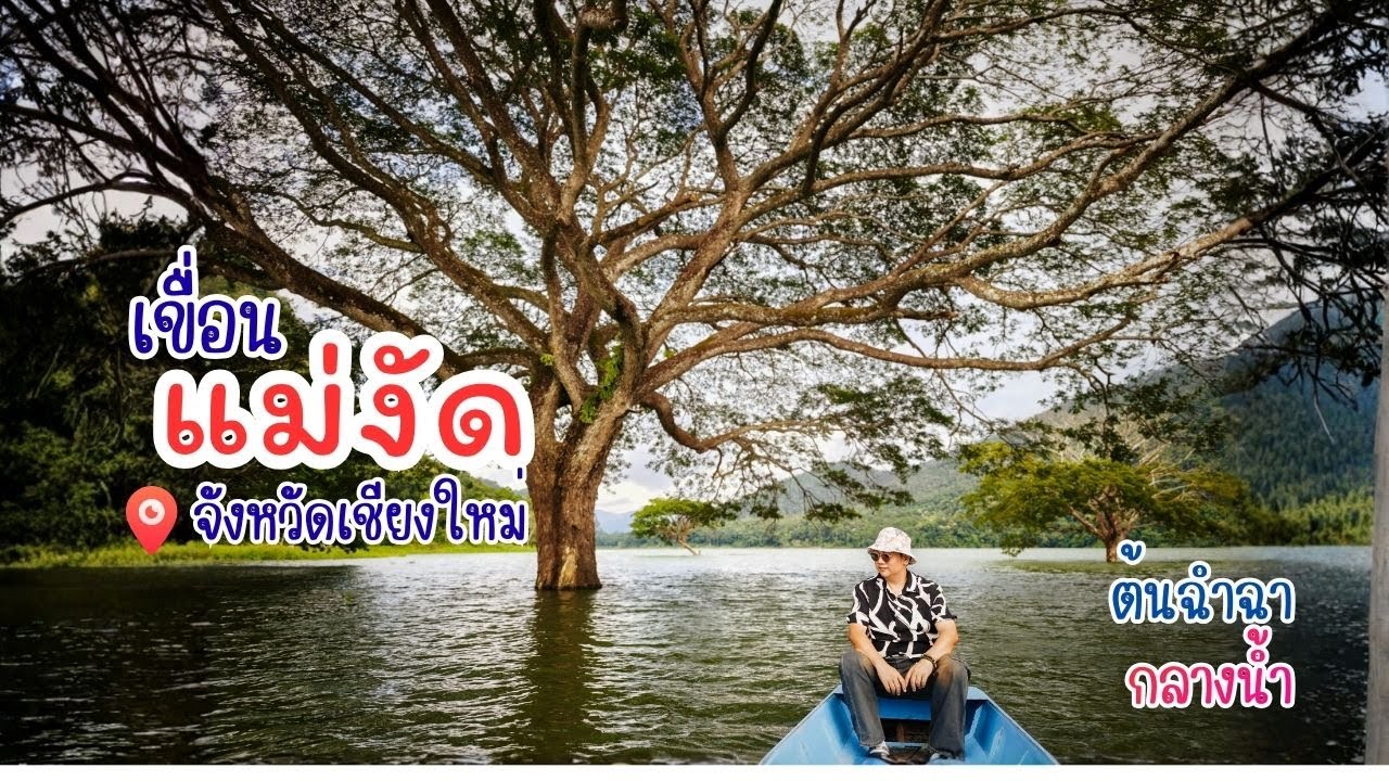 จุดเช็คอินเชียงใหม่ เขื่อนแม่งัด |  ต้นฉำฉา กลางมาก Vibe สวยเกิน Unseen Thailand