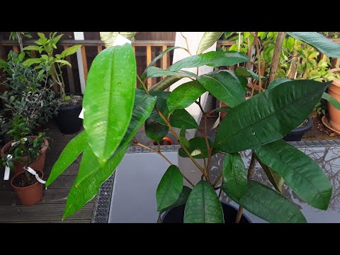 My super rare Caimito / Star apple from Canarius, about the healthiest plant I received from them
