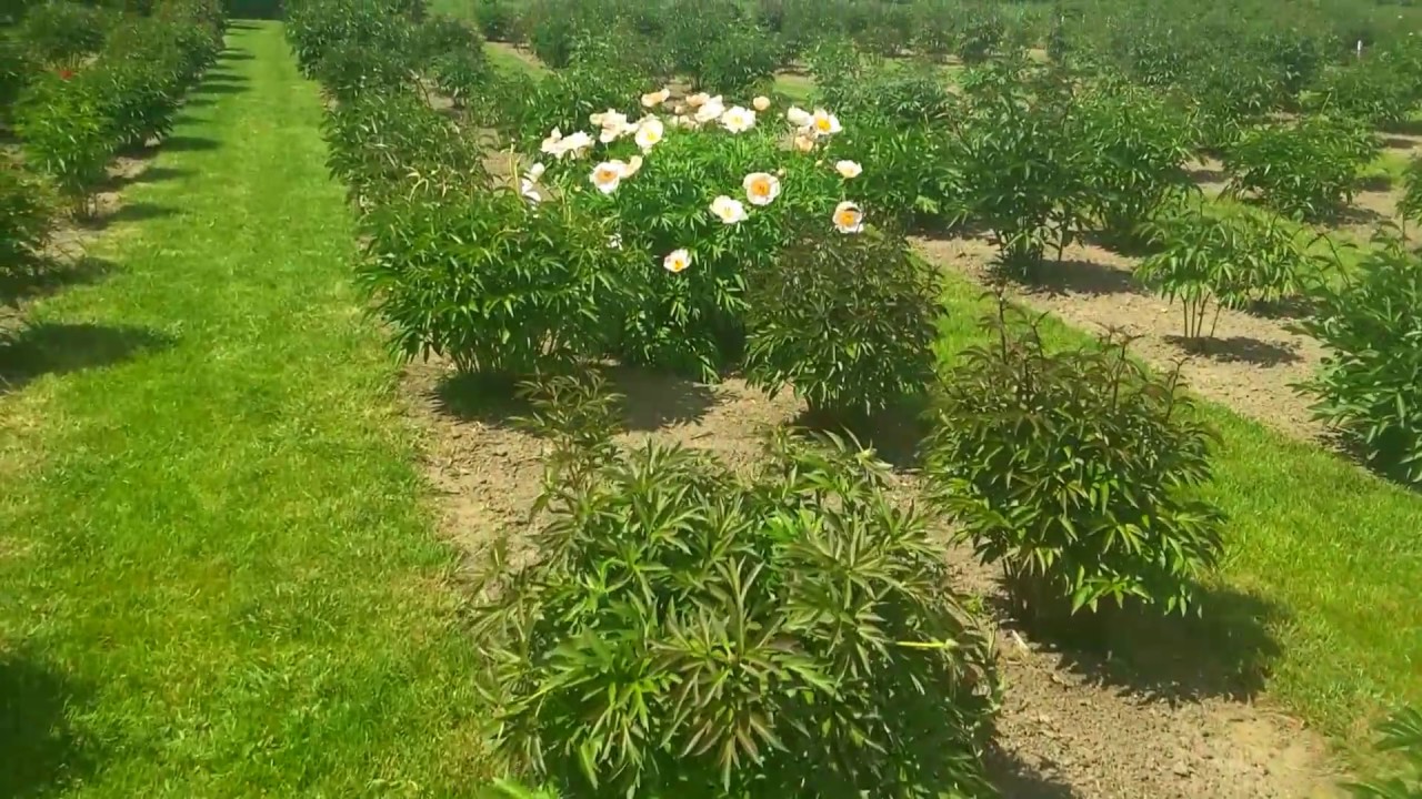 In My Garden YouTube