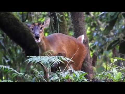 1 JAM Suara rusa liar || Pikat rusa paling ampuh 2022