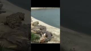 झमक मल कय? Animal Funny Dubbing Dubbing Video Funny Animals